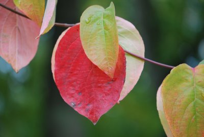 Cornus nuttalii - dřín nuttallův - podzimní list